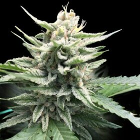 DNA Genetics Honey Banana S1 - 5 feminized seeds