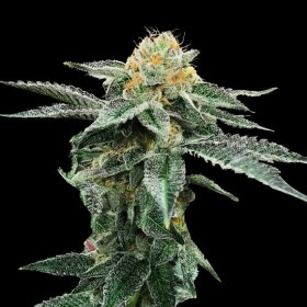 DNA Genetics Kosher Kush - 5 feminsierte Samen