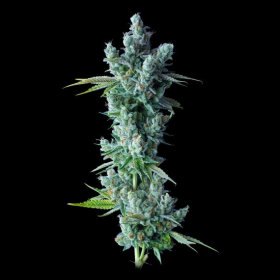 DNA Genetics Kosher Dawg - 5 feminized seeds