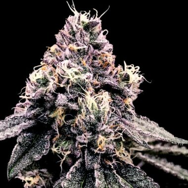 DNA Genetics Kosher Pie - 5 feminsierte Samen