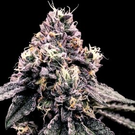 DNA Genetics Kosher Pie - 5 feminized seeds