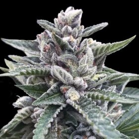 DNA Genetics Kosher Sorbet - 5 feminized seeds