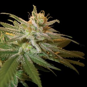 DNA Genetics Kushberry - 3 feminsierte Samen