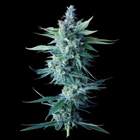 DNA Genetics Miss Dna - 5 feminized seeds