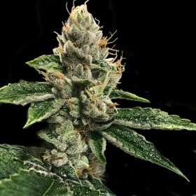 DNA Genetics RP 43 AKA Richard Petty - 5 feminized seeds