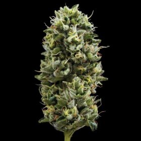 DNA Genetics Snack Pack - 5 feminized seeds