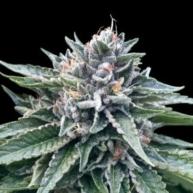 DNA Genetics Sorbet #4 - 3 feminsierte Samen