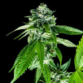 DNA Genetics Sorbet Dreams - 5 feminized seeds