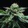 DNA Genetics Sorbet Stash - 5 feminized seeds