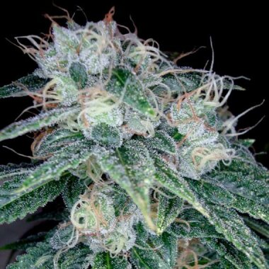 DNA Genetics Sour Diesel - 5 feminsierte Samen