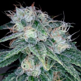 DNA Genetics Sour Diesel - 5 feminized seeds