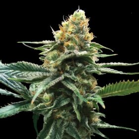 DNA Genetics Sour Sorbet - 5 feminized seeds