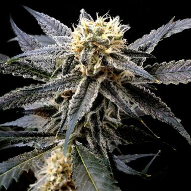 DNA Genetics Strawberry Banana - 5 feminsierte Samen