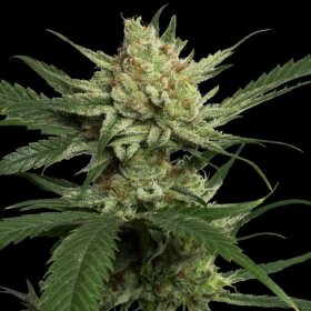 DNA Genetics Strawberry Banana - 5 feminized seeds