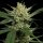 DNA Genetics Strawberry Banana - 5 feminsierte Samen