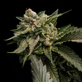 DNA Genetics Strawberry Sorbet - 5 feminized seeds