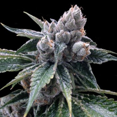 DNA Genetics White Walker Kush - 3 feminized seeds