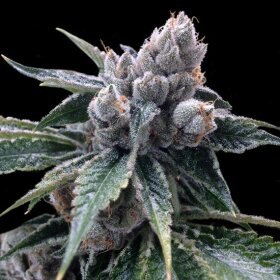 DNA Genetics White Walker Kush - 5 feminsierte Samen