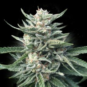 DNA Genetics Chocolope 256 - 5 feminized seeds