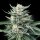 DNA Genetics Chocolope 256 - 5 feminsierte Samen