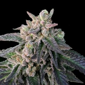 DNA Genetics Elon’s X - 5 feminsierte Samen