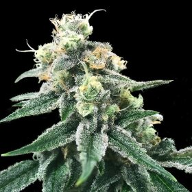 DNA Genetics Swiss Miss REGULAR - 5 regular seeds