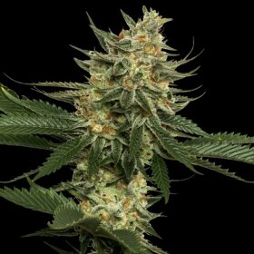 DNA Genetics Tangie REGULAR - 5 regular seeds