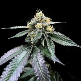 DNA Genetics You-Whoo REGULAR - 5 regular seeds