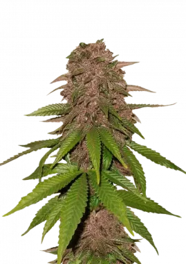 Fast Buds C4 AUTO - 3 autoflowering Samen