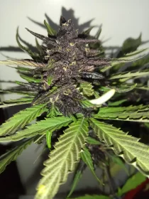 Fast Buds C4 AUTO - 3 autoflowering Samen