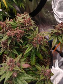 Fast Buds C4 AUTO - 3 autoflowering Samen