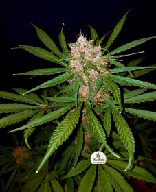 Fast Buds C4 AUTO - 3 autoflowering Samen