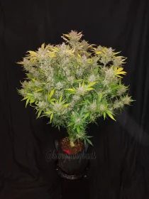 Fast Buds C4 AUTO - 3 autoflowering Samen