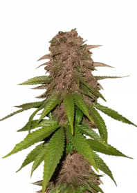 Fast Buds C4 AUTO - 3 autoflowering Samen