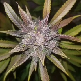 Fast Buds C4 AUTO - 3 automated seeds