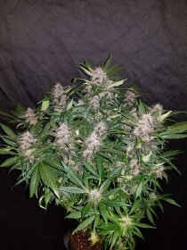 Fast Buds C4 AUTO - 3 automatisierte Samen