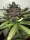 Fast Buds C4 AUTO - 3 autoflowering Samen