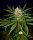 Fast Buds C4 AUTO - 3 autoflowering Samen