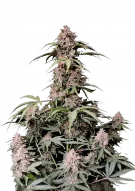 Fast Buds Amnesia Zkittlez AUTO - 3 autoflowering Samen