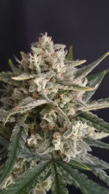 Fast Buds Amnesia Zkittlez AUTO - 3 automated seeds