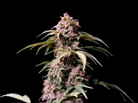 Fast Buds Amnesia Zkittlez AUTO - 3 autoflowering Samen