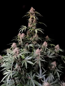 Fast Buds Amnesia Zkittlez AUTO - 3 autoflowering Samen