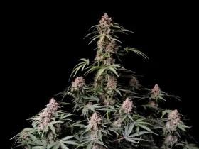 Fast Buds Amnesia Zkittlez AUTO - 3 autoflowering Samen