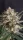 Fast Buds Amnesia Zkittlez AUTO - 3 autoflowering Samen