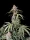 Fast Buds Amnesia Zkittlez AUTO - 3 autoflowering Samen