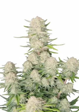 Fast Buds Apricot AUTO - 3 automatisierte Samen