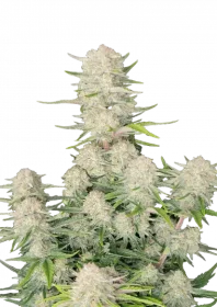 Fast Buds Apricot AUTO - 3 automated seeds