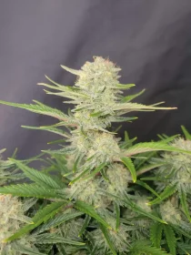 Fast Buds Apricot AUTO - 3 automated seeds