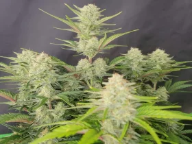 Fast Buds Apricot AUTO - 3 autoflowering Samen