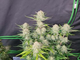 Fast Buds Apricot AUTO - 3 autoflowering Samen